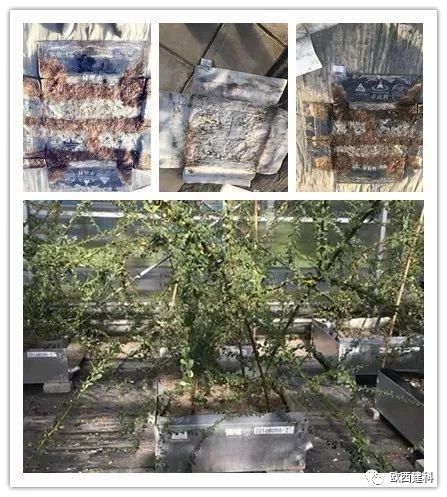 【喜大普奔】歐西建科耐根穿刺防水卷材順利通過(guò)北京園林所檢測(cè)！